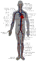 File:Circulatory System en.svg