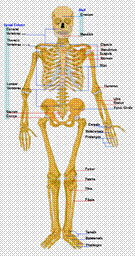 File:Human skeleton front en.svg