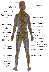 File:TE-Nervous system diagram.svg